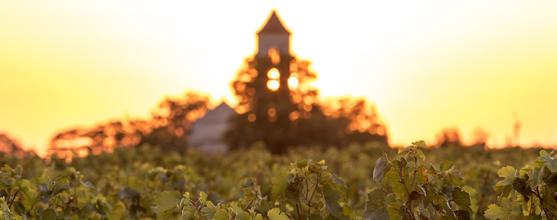 Chambres d'hôtes et gîte  dans le Médoc